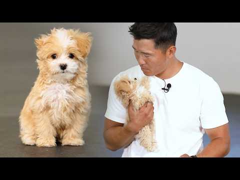 What do you mean... potty training? If he makes a mistake, just wipe it clean! [Puppy Training]