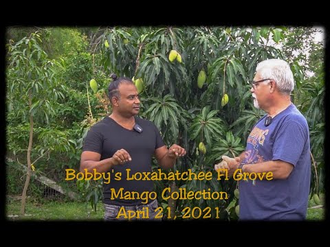 Growing Mango Fruit | Loxahatchee Grove | Tropical Food Forest