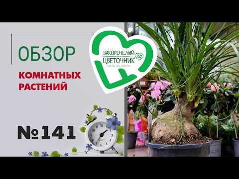 Новинки, редкие сорта. Главный висельник страны, красота и грязь. Обзор комнатных растений № 141