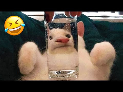 Pets Doing Things They Shouldn’t 😂 | Hilarious Animal Chaos