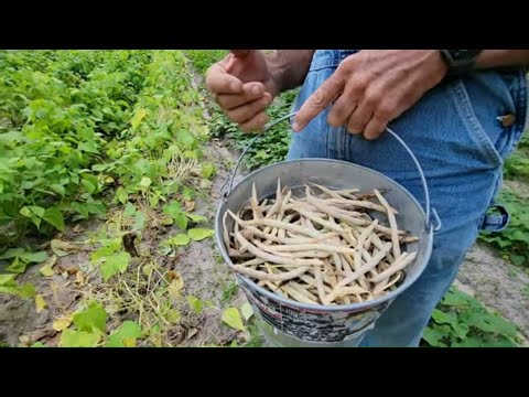 SEED SAVING Prt 1| Never BUY Bean Seed AGAIN!