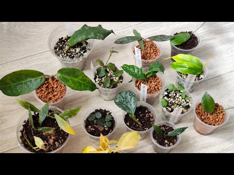 Новые хойи 🤦