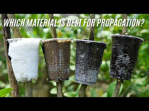 🌿The Shocking Material Truth About Propagating Lemon Trees!😮