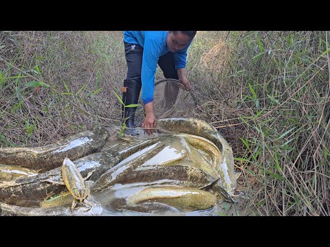 ขุดมันแซงวันนี้ ฟลุ๊ค!! หมานปลาช่อน ปลาดุก แมงดานาหาปลาข่อน(ปลาน้ำขอด)19 ธ.ค 2568