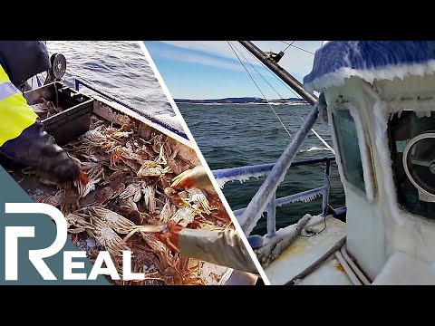 Nerves of Steel | Episode 2 | Crab Fishermen | FD Real Show