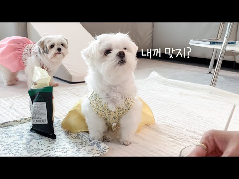 Making Songpyeon that Looks Just Like Jaerong | Puppy Songpyeon