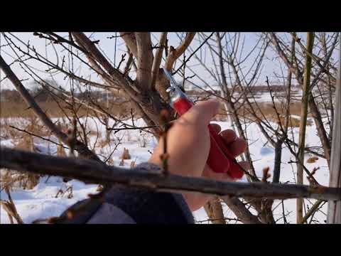 제2강 - 매실나무 가지치기, 매실나무 정지전정, 매실나무 전지 강의