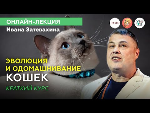 Как одомашнить котика? Онлайн-лекция Ивана Затевахина