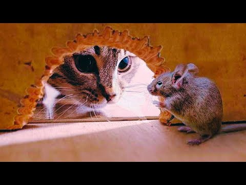 BEST SURVIVAL MOMENTS of Mouse FIGHTING Cat 2024