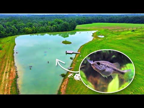 Adding a New Strain of Bass to the 5 Acre Pond!