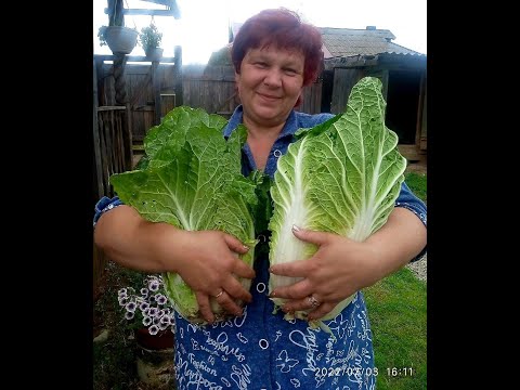 Выращивание ПЕКИНКИ от А до Я 📌💯 Мой опыт в Выращивании ПЕКИНСКОЙ КАПУСТЫ 🌱🌱