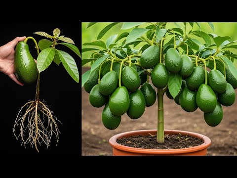 🥑Easy Avocado Growing Hack Anyone Can Try! _ How to grow avocado tree