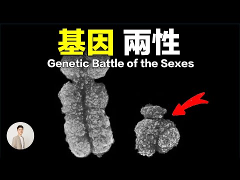 為什麼懷孕會讓媽媽高血壓？女性是如何排斥男性基因的？｜鹿哥Gustav
