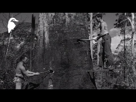 The Timber Getters (1952) – Australia’s Axe-Men and the Hardwood Timber Industry