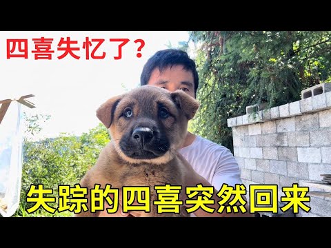 虎妞带着四喜回家了，瘦了好多，也变得陌生了！#农村生活#萌宠