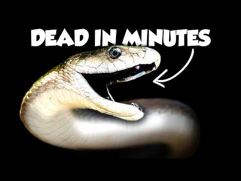 The Worst Snake Bites on Earth Ranked