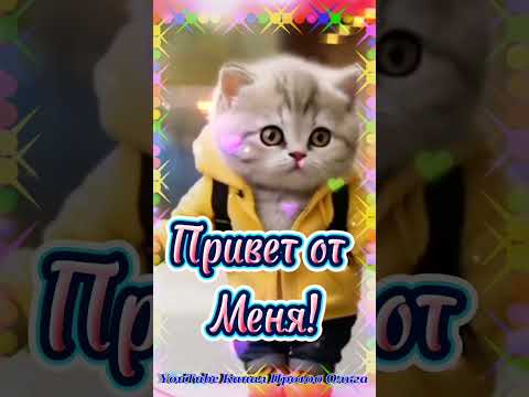 Доброе Утро ☕🍬🍊 Зажигательная  Песня для Настроения #shorts #доброе утро #cats