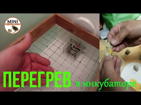 Перегрев в инкубаторе и как с этим бороться.