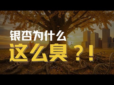 银杏为什么这么臭?|生物|播客|原来是这样