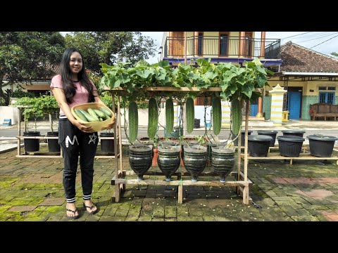 cara menanam timun dimusim hujan sangat mudah dan menyenangkan / Plant cucumbers in the rainy season