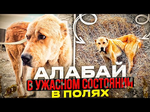 Оскелетевший , брошенный Алабай в полях,  страшный предварительный диагноз😱😭 Нужно спасать🆘️