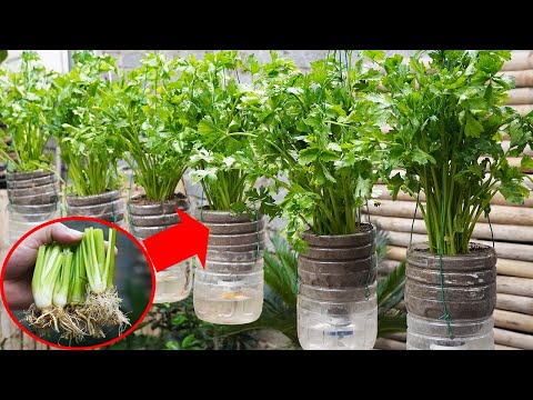 How To Grow Green Vegetables At Home