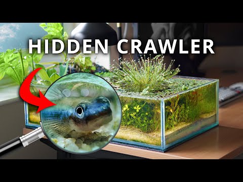 The Shallow Ecosystem on My Desk (150 Day Evolution)