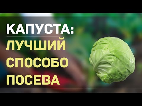 ТЕПЕРЬ КАПУСТУ НА ПРОДАЖУ Я СЕЮ ТОЛЬКО ТАКИМ СПОСОБОМ