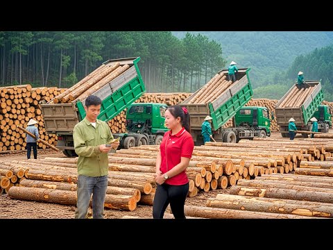 TIMELAPSE — Fixing the Truck Seat for Comfort, Buying Wood to Sell to Factory | Xuan Farm Trucking