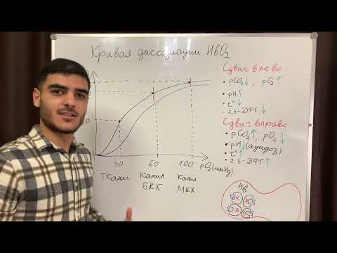 Кривая диссоциации оксигемоглобина.