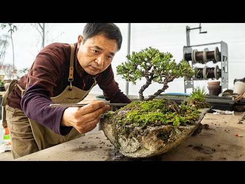 Several Years Taken! Bonsai on a Rock and a Moss Garden in a Living Room