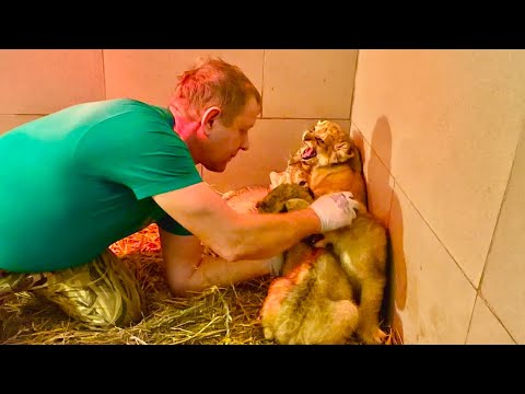 Только Олег Зубков знает как из очень ЗЛЫХ ЛЬВЯТ за три дня сделать МИЛАШЕК )))