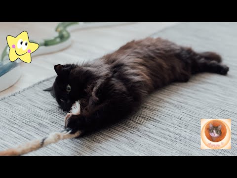 КОШАЧЬЕ БЕЗУМИЕ: Подборка самых озорных и уморительных проделок пушистиков 2024