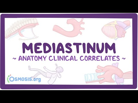 Anatomy clinical correlates: Mediastinum