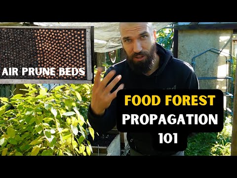 SAVE MONEY on your Food Forest: Make NURSERY (Air Prune Beds + Propagation) 2023