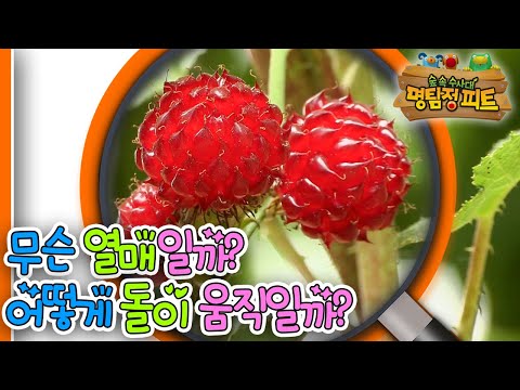 [EBS놀이터] 명탐정 피트1🔎｜무슨 열매일까?｜어떻게 돌이 움직일까?｜숲 속 수사대｜동물｜식물｜곤충｜애니메이션