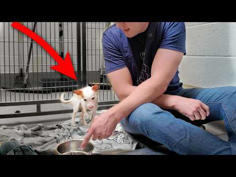Watch the Moment Tiny Shelter Dog Eats his First Meal 🥹
