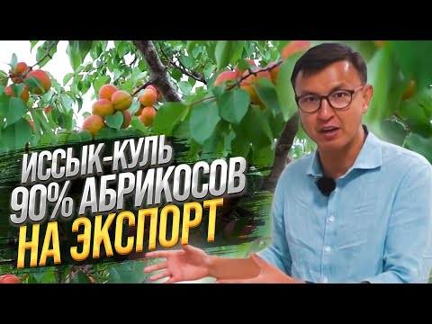 Issyk-Kul Apricots and Cherries – Where are they exported?
