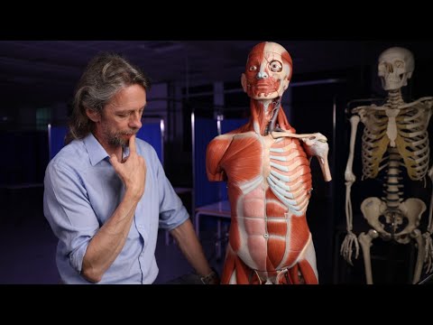 Anatomy of the penis