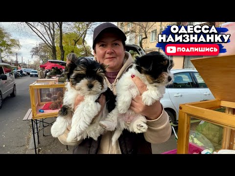 Староконный Рынок Одесса! Продажа Кошек Собак разных ПОРОД! ЦЕНЫ Контакты ЗАВОДЧИКА #одессанаизнанку