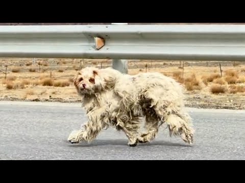 -18°C cold, he was tired with fur covered with dirt trying to run after cars on the highway for help