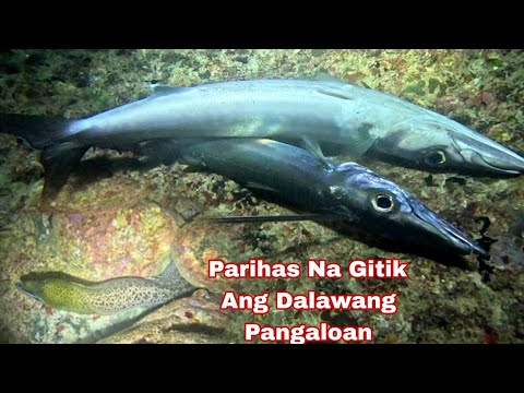 Episode 641 parihas Na Gitik Ang Dalawang Pangaloan night spearfishing Philippines 