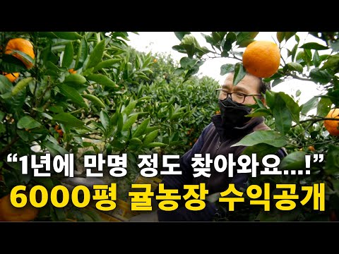 6000평 제주 귤체험농장, 얼마나 벌 수 있을까? [제주도 귤체험농장, 귤농사] 2부