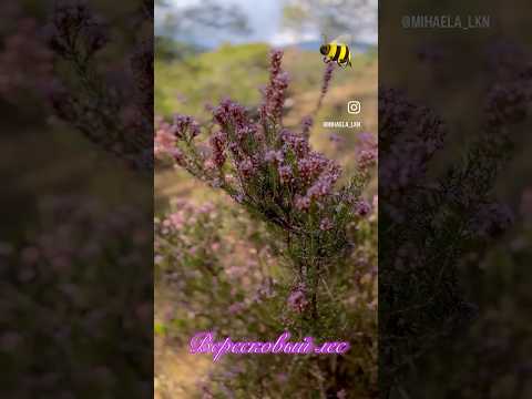 🇹🇷ВЕРЕСКОВЫЙ ЛЕС, Звуки Весны  в Рождество | Heather forest