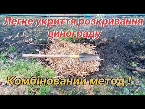 Легке укриття розкривання винограду. Комбінований метод!