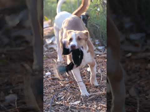 Cutie walks different but loves the same. #adopt #foreverhome