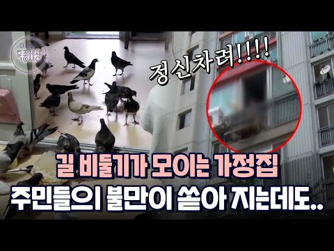 "비둘기가 니 서방이라도 되냐?" 주민들의 불편함 호소에도 귀닫고 아파트에서 비둘기 키우는 여자|다시보는 특종세상 288회