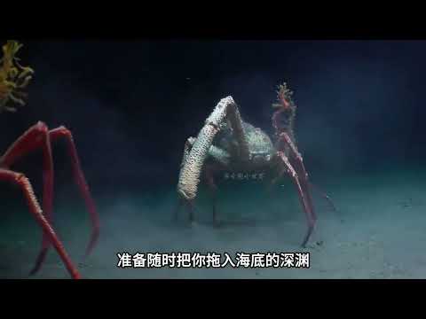 如果不小心掉入了深海,你知道你会遇到什么危险生物吗..