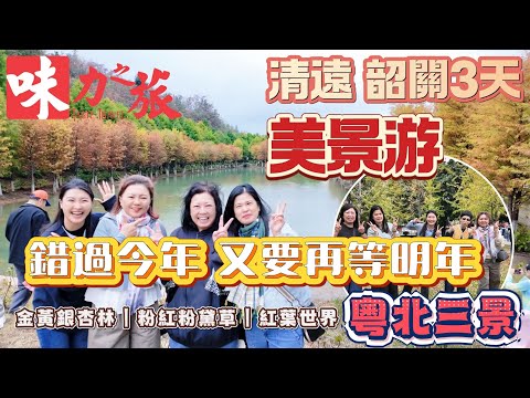PBH03 清遠韶關3天游｜連南【金黃銀杏林】| 英西【粉紅粉黛草】| 新豐【紅葉世界】|全包門票｜純玩團｜青花瓷佛跳牆｜九龍豆腐｜獨立花園泡池別墅房｜泡浸天然溫泉｜美景游｜賞秋
