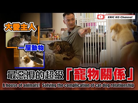 大愛主人❤️一屋寵物🐶🐱最惡攪的超級「寵物關係」👊！A house of animals Solving the complication of cat-dog relationship